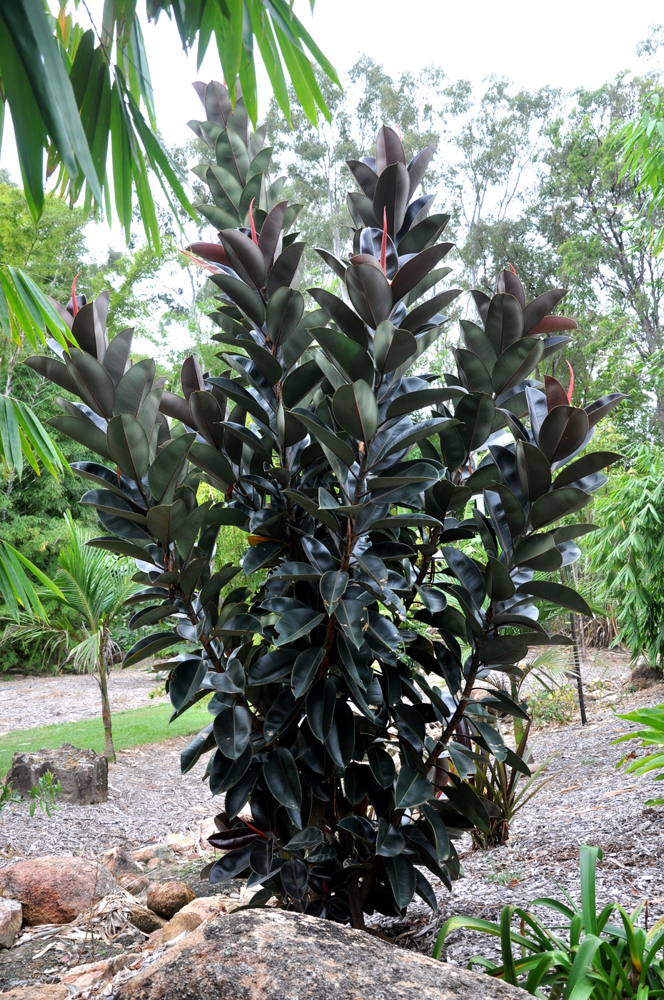 Ficus elastica �Burgundy�