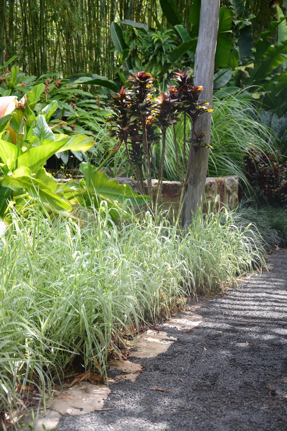Phalaris arundinacea picta (Variegated Ribbon Grass)