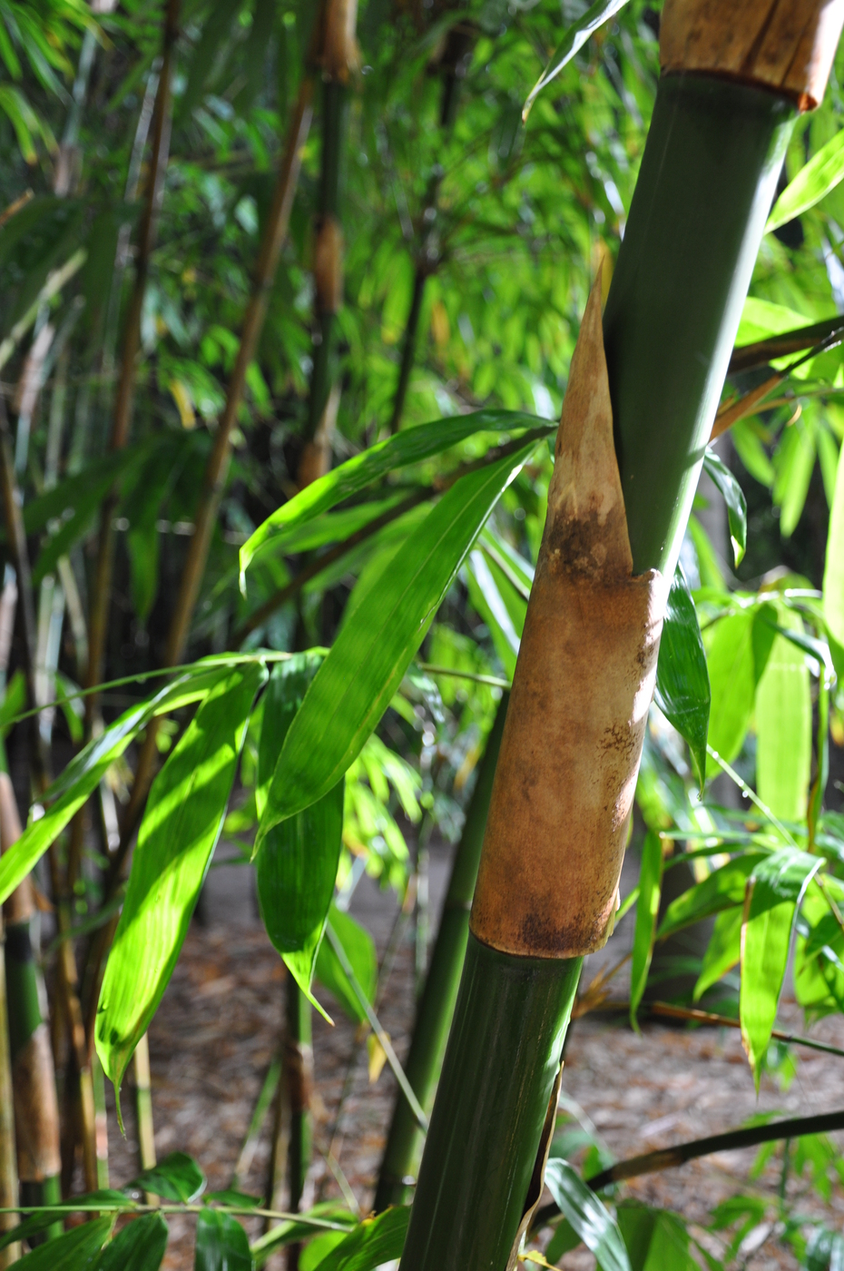 Gigantochloa nigrociliata (Black Hair Bamboo) Bamboo Land Nursery QLD