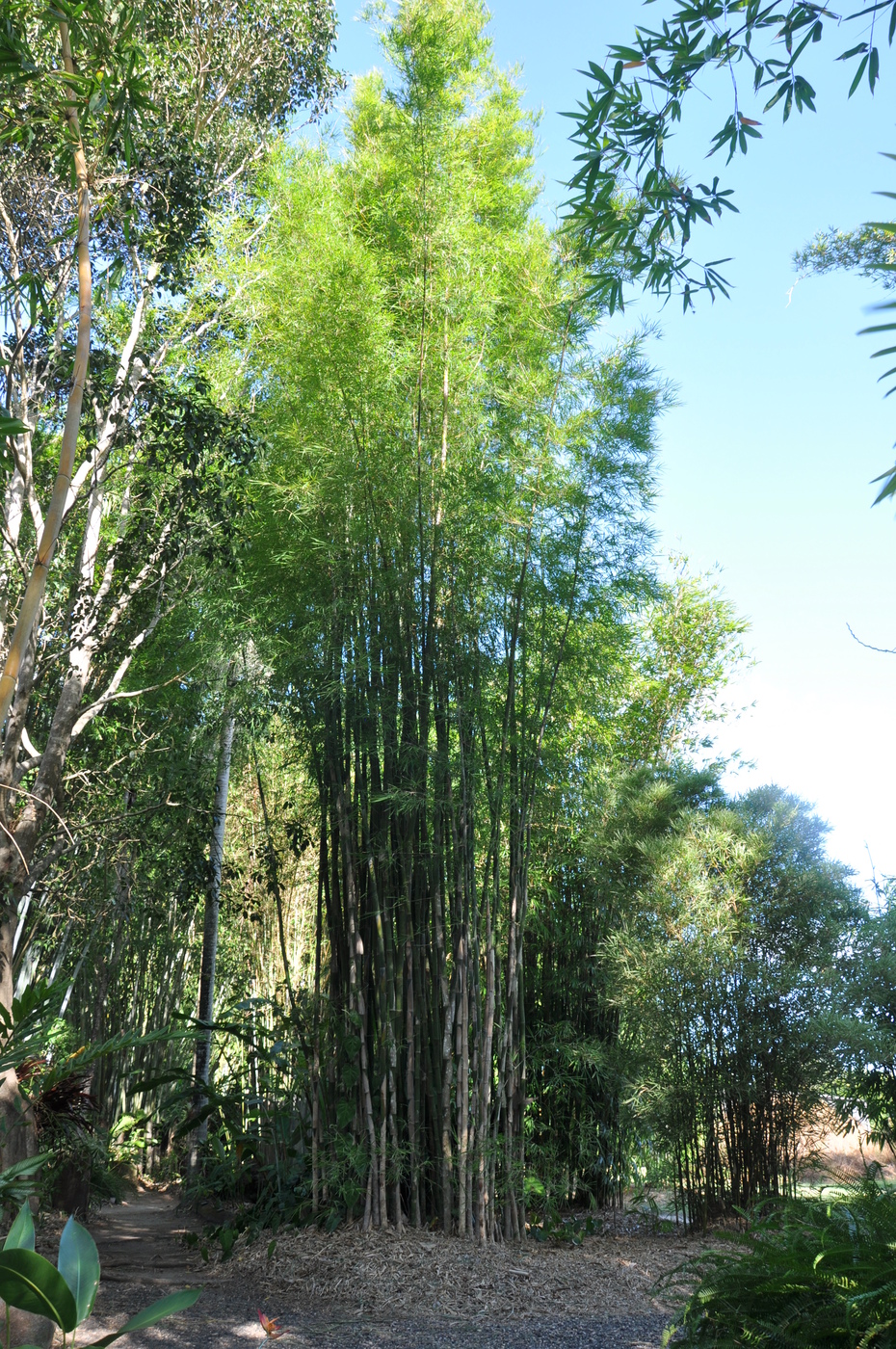 Thyrsostachys siamensis Clone 2 (Monastery Bamboo