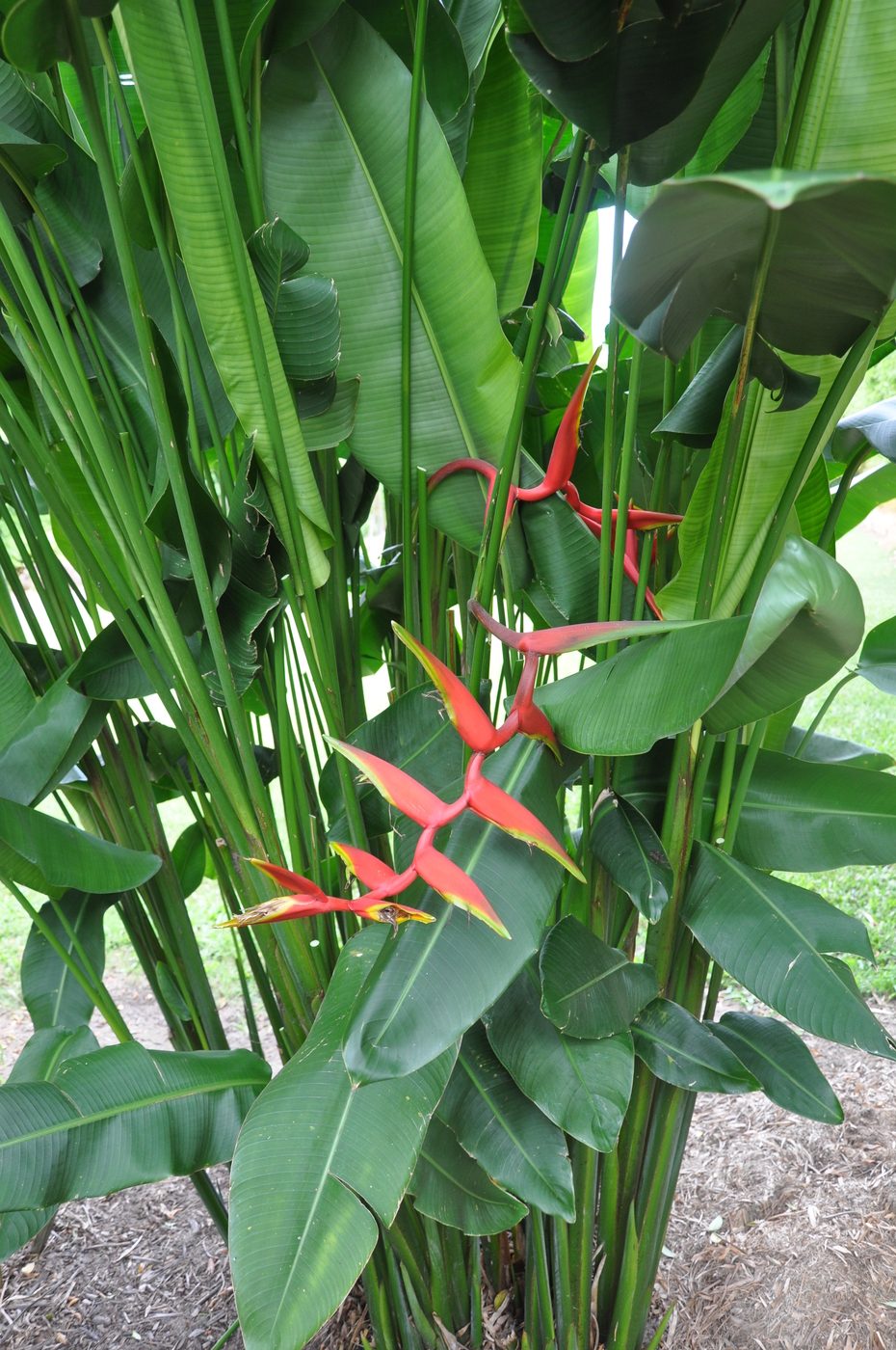 Heliconia bihai x marginata ‘Rauliniana’ Bamboo Land