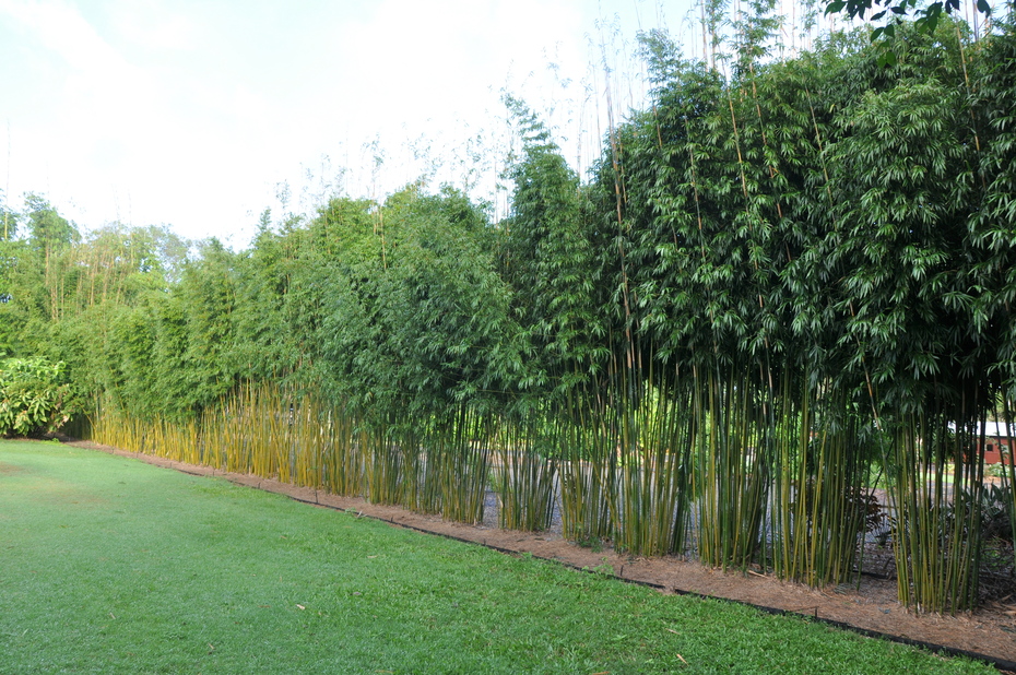 Bambusa textilis Gracilis (Slender Weavers) from Bamboo ...