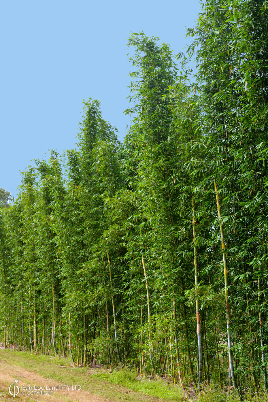 Bambusa oldhamii Bamboo Land Nursery QLD Australia