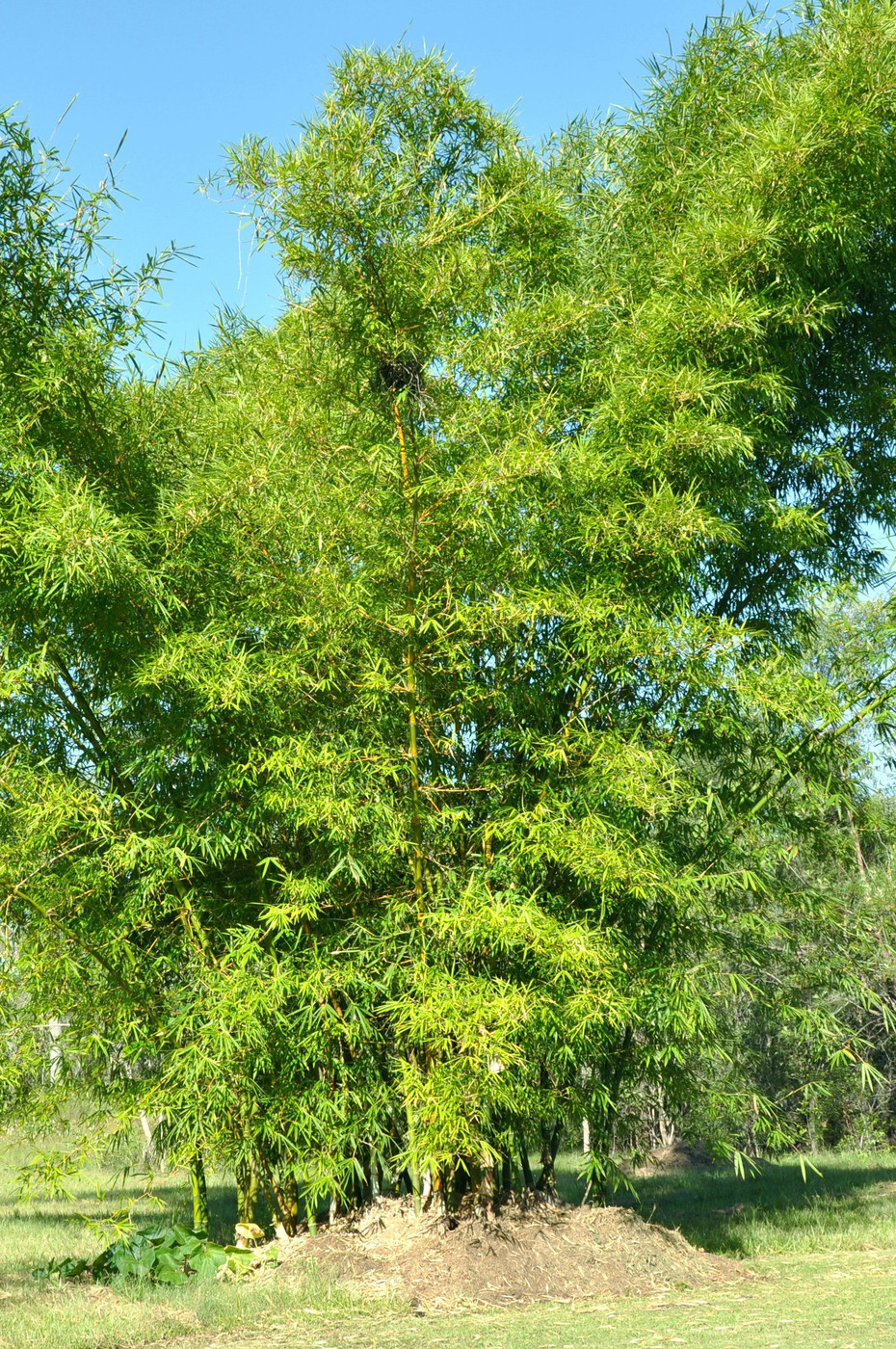 Bambusa vulgaris Bamboo Land Nursery QLD Australia