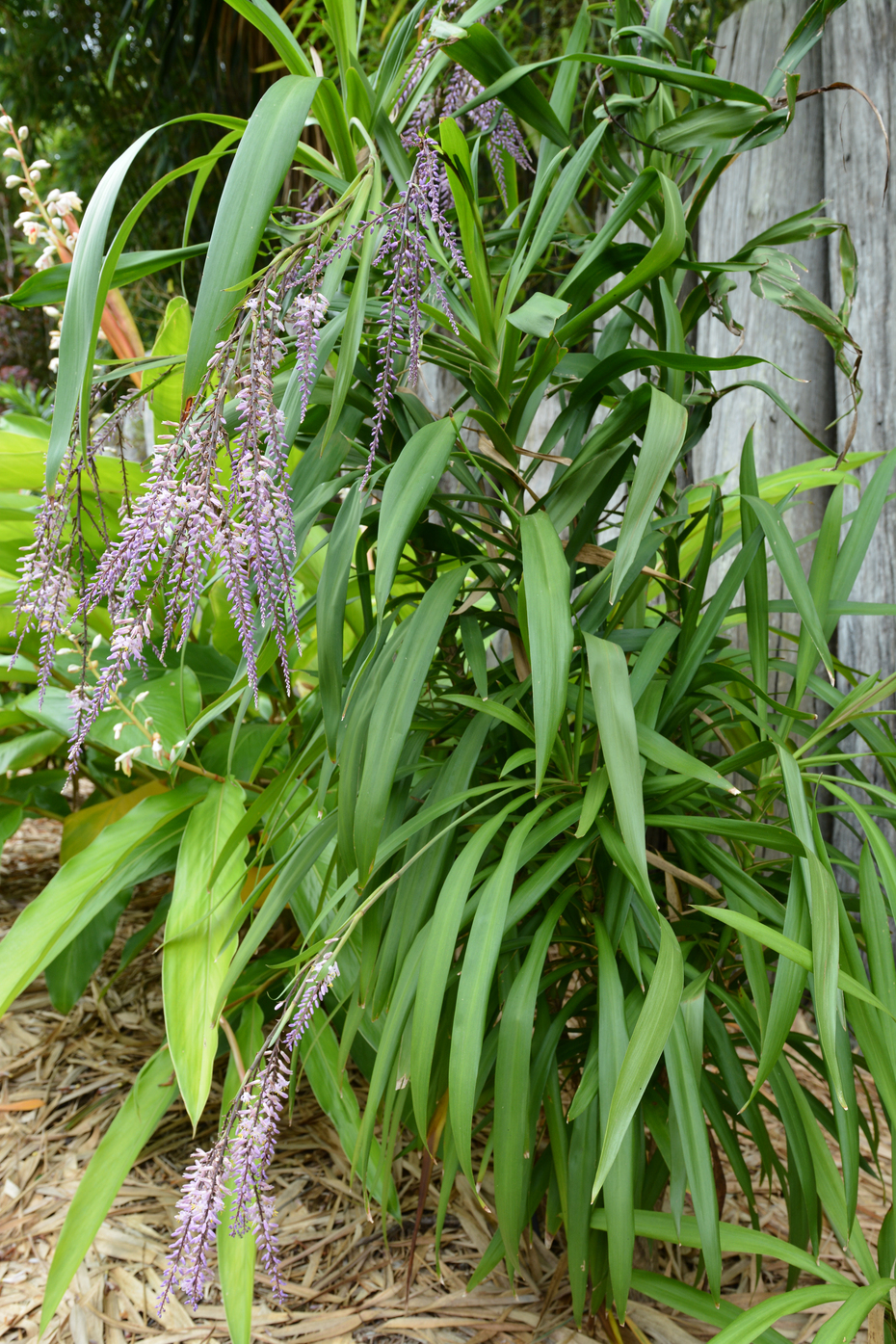 Cordyline stricta Cordyline stricta