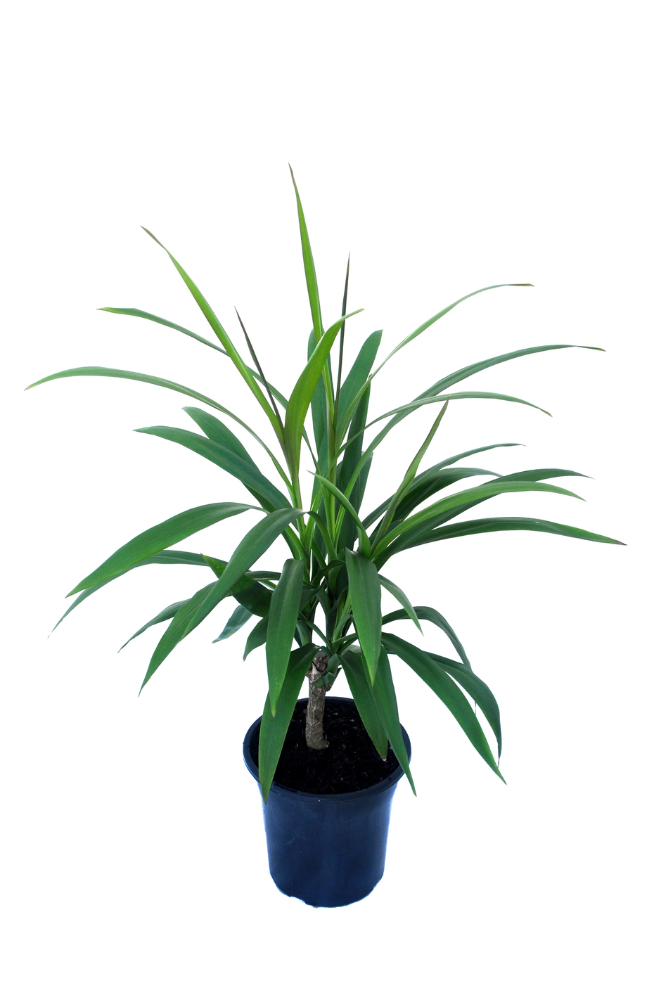Cordyline stricta Cordyline stricta