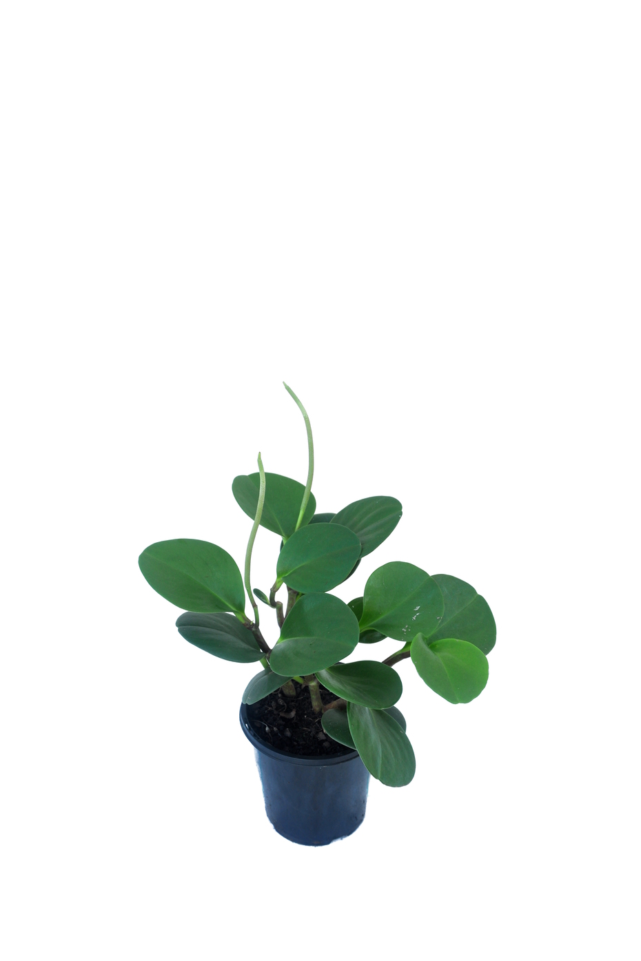 Peperomia obtusifolia �Jade�