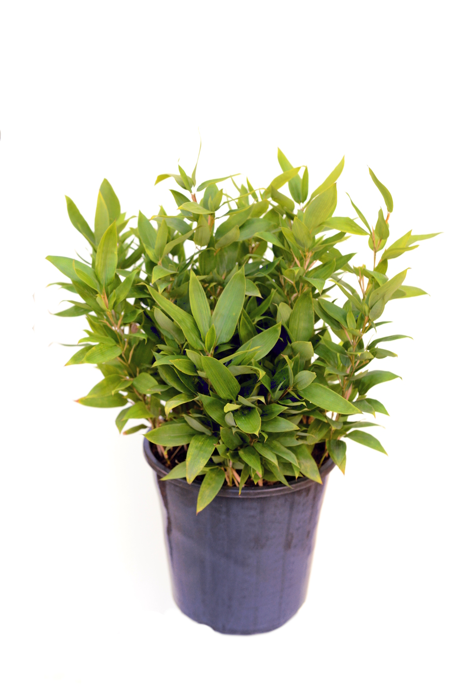 Shibataea kumasaca (Ruscus Bamboo) | Bamboo Land Nursery QLD Australia