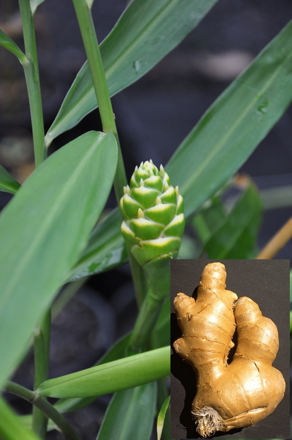 Zingiber Officinale Eating Ginger Bamboo Land Nursery QLD Australia