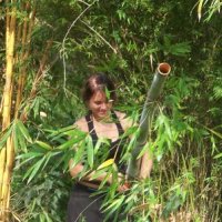 Preparing bamboo for propagation
