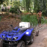 Harvesting bamboo poles