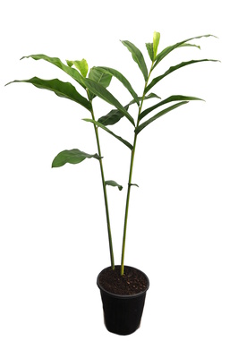 Alpinia officinarum (Lesser Galangal) - 180mm pot