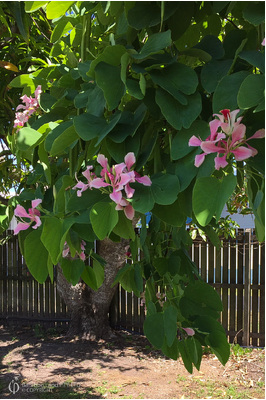 Bauhinia monandra (Pink Orchid Tree)
