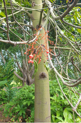 Brachychiton acerifolius (Illawarra Flame Tree)