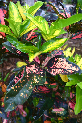 Codiaeum variegatum (Croton Wilma)