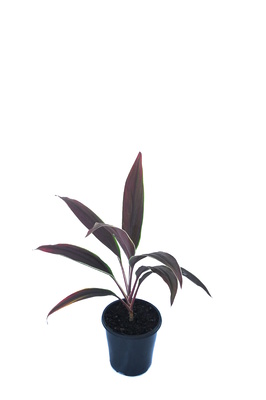 Cordyline fruticosa 'Tartan' - 125mm pot
