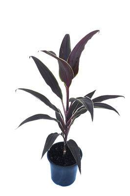 Cordyline fruticosa 'Tartan' - 180mm pot