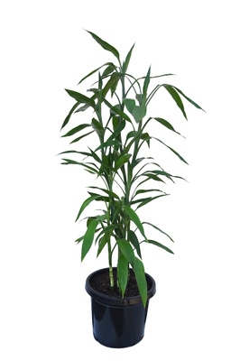 Dracaena sanderiana (Lucky Bamboo) - 300mm pot