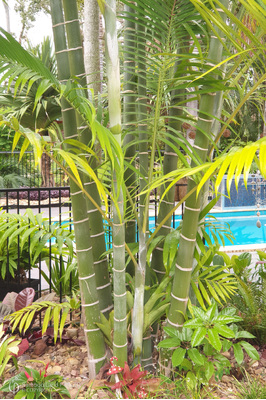 Dypsis cabadae (Blue Cane Palm)