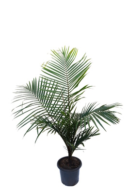Dypsis leptocheilos 'Redneck palm' - 300mm pot