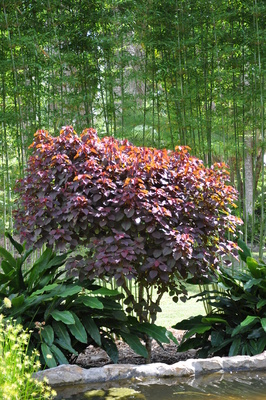 Euphorbia cotinifolia 'Caribbean Copper Plant'