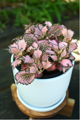 Fittonia 'Rosy Cloud'