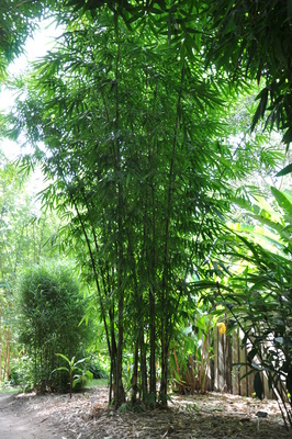 Gigantochloa hasskarliana