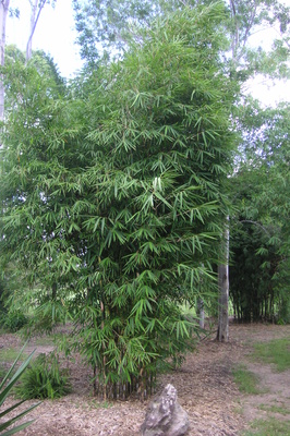 Gigantochloa sp. 'Rachel Carson'