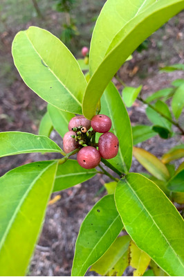 Glycosmis trifoliata (Pink Fruited Lime Berry)