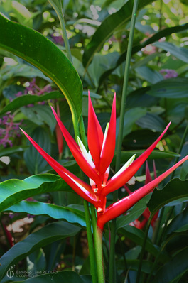Heliconia angusta 'Red Christmas'