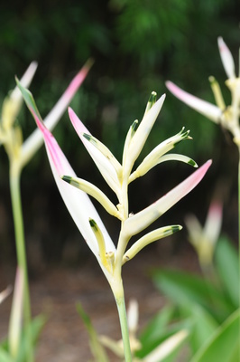 Heliconia psittacorum 'Pearl'
