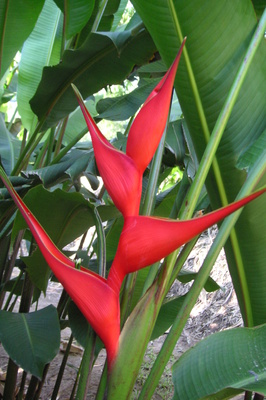 Heliconia stricta 'Bucky' - 180mm pot
