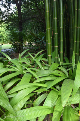 Molineria capitulata (Palm Grass)
