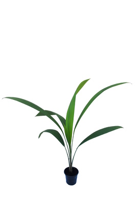 Molineria capitulata (Palm Grass) - 180mm pot