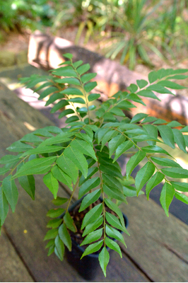 Murraya koenigii (Curry Tree)