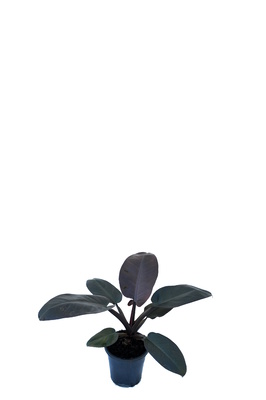 Philodendron 'Black Cardinal' - 125mm pot