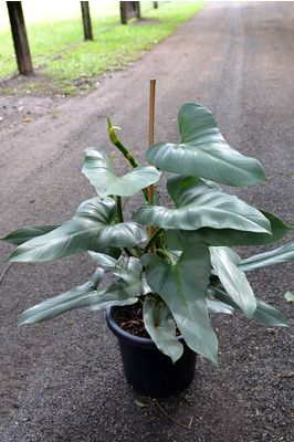 Philodendron hastatum (Silver Sword) - 300mm pot