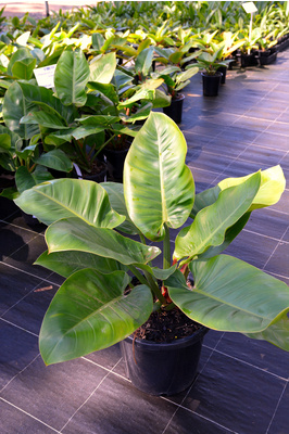 Philodendron 'Imperial Green' - 300mm pot