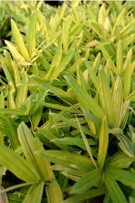 Pleioblastus viridistriatus (Dwarf Green Stripe Bamboo) - 180mm pot