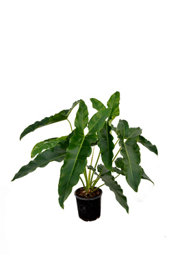 Thaumatophyllum stenolobum - 200mm pot