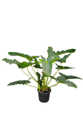 Thaumatophyllum stenolobum - 300mm pot