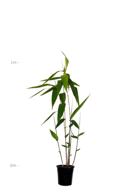 Thysanolaena latifolia (Tiger Grass) - 180mm pot