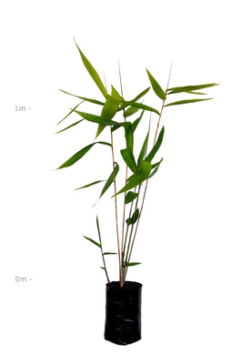 Thysanolaena latifolia (Tiger Grass) - 300mm pot