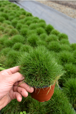 Zoysia tenuifolia (No-Mow Grass) - 120mm pot