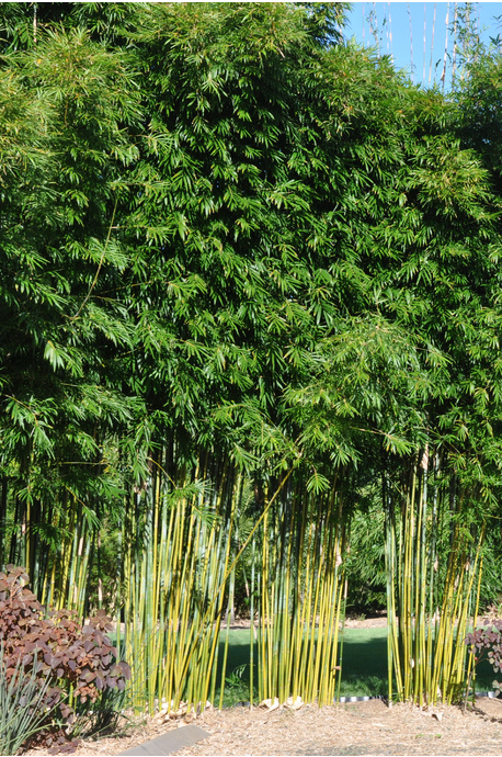 Bambusa textilis var. Gracilis (Slender Weaver Bamboo) - 300mm pot