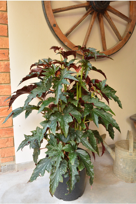 Begonia 'Sophie Cecile' - 300mm pot