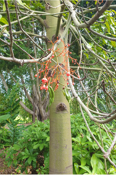 Brachychiton acerifolius (Illawarra Flame Tree)