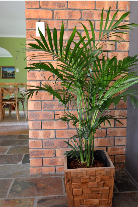 Chamaedorea atrovirens (Cascade Palm) - 300mm pot