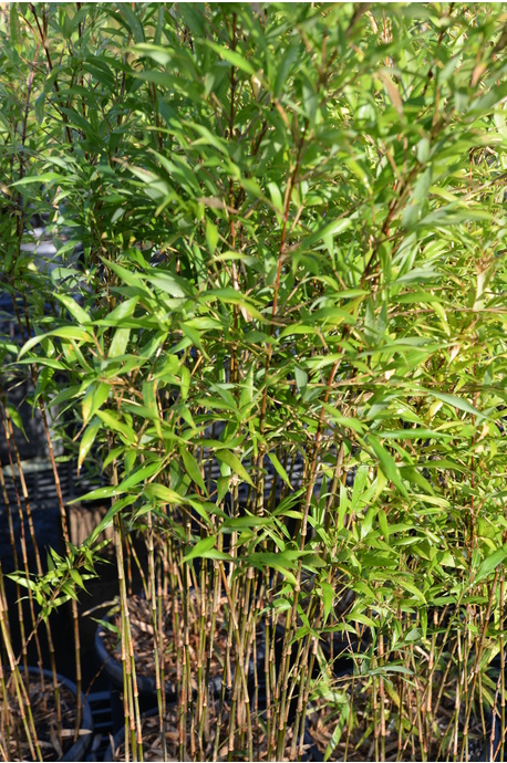 Chimonobambusa marmorea (Marbled Bamboo) - 300mm pot