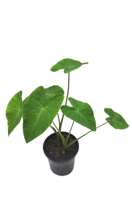 Colocasia esculenta (Edible Taro) - 180mm pot